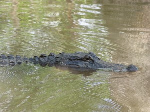 My Louisiana Buddy