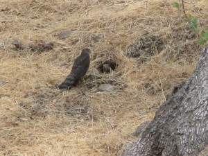 Hawk Vs. Squirrel