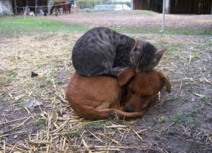 Cat Sleeps on Dog