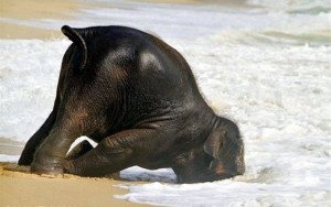 Elephant face down in surf