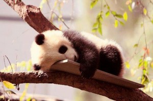 Panda sleeps in tree