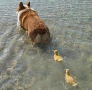 Chicks swim after dog